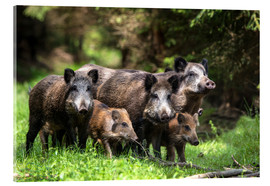 Acrylic print  Wild boar family - Stefan Völkel