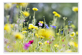 Poster Summer Meadow with blooming wild Flowers