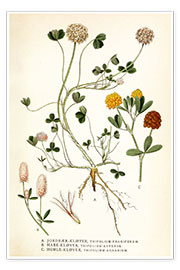 Poster  Trifolium arvense - Carl Axel Magnus Lindman