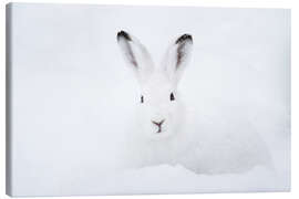 Canvas print  Mountain hare in winter - Peter Wey