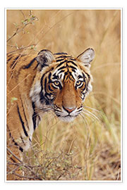 Poster Royal Bengal Tiger