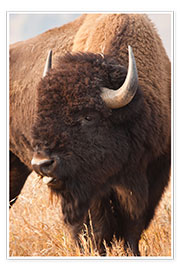 Poster  Bison grazing - Larry Ditto