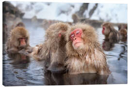 Canvas print  Japanese Snow Monkeys in Nagano - Jan Christopher Becke