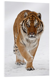 Acrylic print  Siberian Tiger in the snow - James Hager