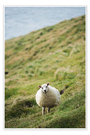 Poster  Thick sheep, Heimaey Island - Christian Kober