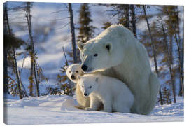 Canvas print  Polar bear (Ursus maritimus) with cubs, Canada - David Jenkins