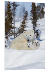Foam board print  Polar bear (Ursus maritimus) and cubs, Wapusk National Park, Churchill, Hudson Bay, Manitoba, Canada - David Jenkins