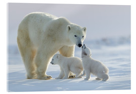 Acrylic print  Polar bear family, Wapusk National Park - David Jenkins