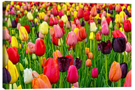 Canvas print  tulips in spring - Claudia Moeckel