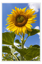 Poster  sunflower - Gerhard Wild