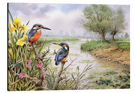 Aluminium print  Kingfishers on the riverbank - Carl Donner
