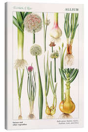 Canvas print  Carrot, Parsnip and Parsley - Elizabeth Rice