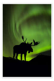Poster  Moose silhouette with Aurora borealis - John Hyde