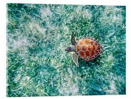 Acrylic print  Green sea turtle - M. Swiet