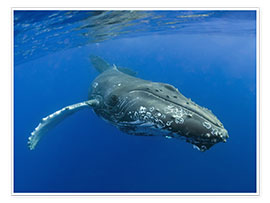 Poster Humpback Whale