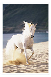 Poster White horse on the beach