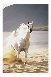 Poster White horse in the morning light