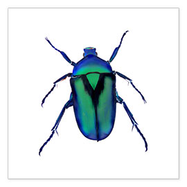 Poster  Green Beetle - Henry Lin