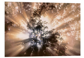 Foam board print  Fog and sun rays in forest - Darwin Wiggett