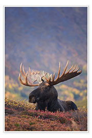 Poster  Moose bull in a pasture - Milo Burcham