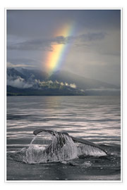 Poster  Humpback whale fin off Alaska - Ron Sanford
