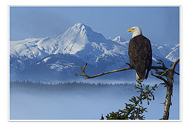Poster Bald Eagle on a Spruce