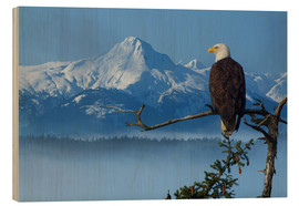 Wood print  Bald Eagle on a Spruce - John Hyde