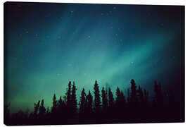 Canvas print  Northern Lights over a spruce forest - Greg Hensel