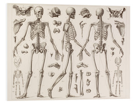 Foam board print  Skeleton Of A Fully Grown Human - Wunderkammer Collection