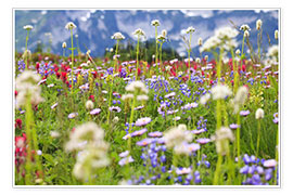 Poster Wildflower meadow