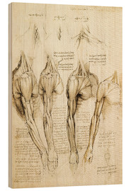 Wood print  Muscles of shoulder, arm and neck - Leonardo da Vinci