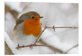 Foam board print  bird robin - WildlifePhotography