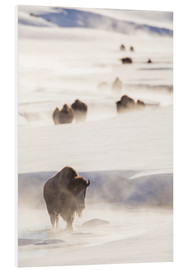 Foam board print  Bison herd in the snow - Elizabeth Boehm