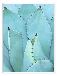 Poster  Agave