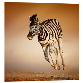 Acrylic print  Zebra calf running in dusty Etosha desert - Johan Swanepoel