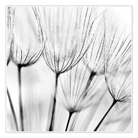 Poster Black and white dandelion
