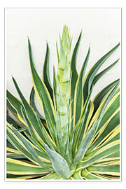 Poster  Agave americana