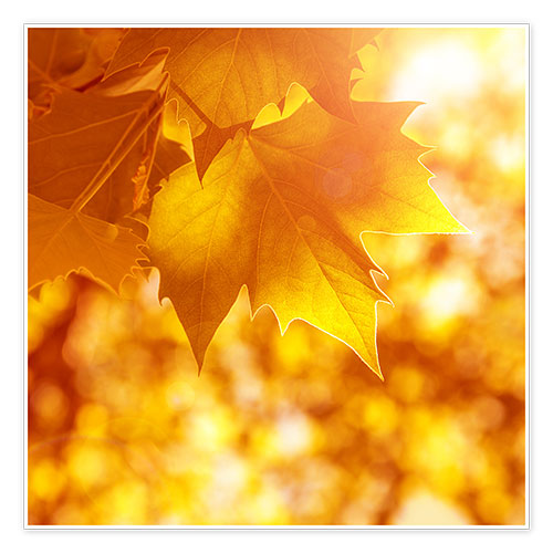 Poster orange maple leaves