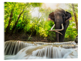 Acrylic print  Asian Elephant
