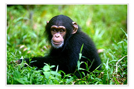 Poster Little Chimpanzee