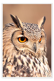 Poster  owl with orange eyes