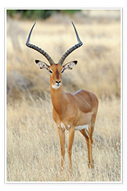 Poster  Impala antelope