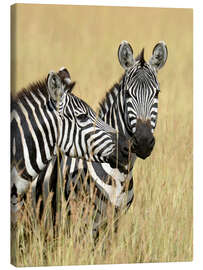 Canvas print  Zebra friendship