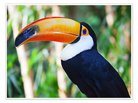 Poster  Giant toucan in Brazil