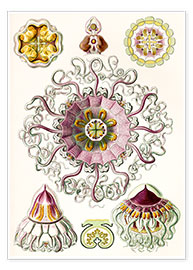 Poster  Crown quill, periphylla periphylla - Ernst Haeckel