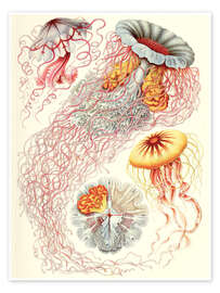Poster  Discomedusae jellyfish species - Ernst Haeckel