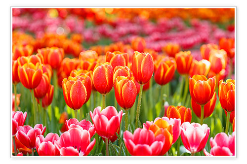 Poster Colorful tulips field