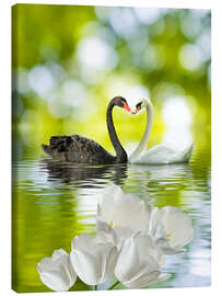 Canvas print  Two swans in love