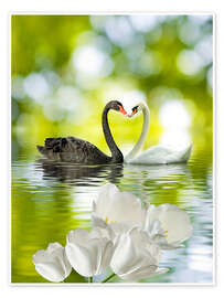 Poster  Two swans in love