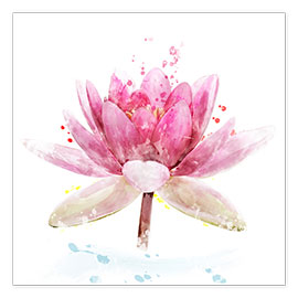 Poster  Pink Waterlily Flower